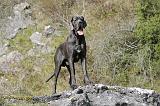 DOGUE ALLEMAND 035